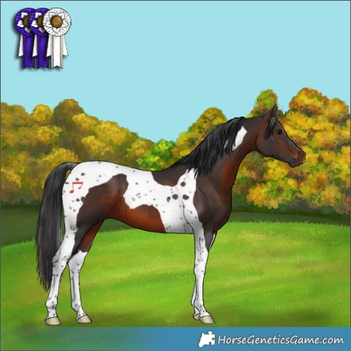 Horse Color:Brown Tobiano