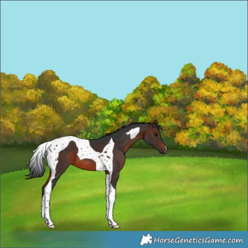 Horse Color:Brown Tobiano 