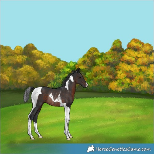 Horse Color:Brown Tobiano Rabicano 