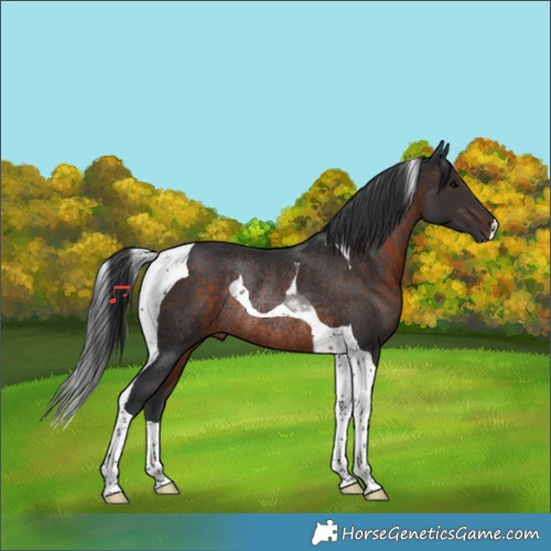 Horse Color:Brown Tobiano Rabicano