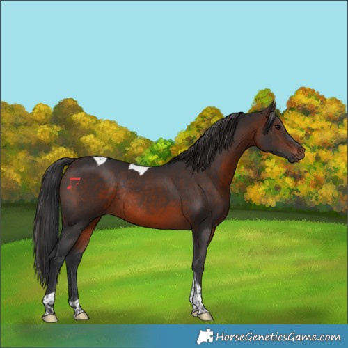 Horse Color:Brown Tobiano Rabicano