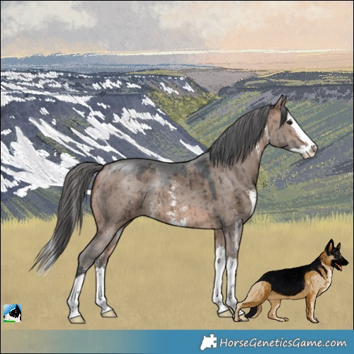 Horse Color:Brown Dun Merle Sabino Splash Rabicano Brindle