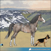 Horse Color:Brown Dun Merle Sabino Splash Rabicano Brindle 