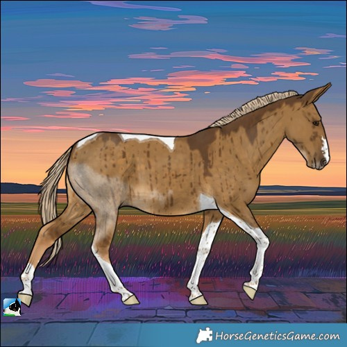 Horse Color:Chocolate Palomino Dun Tobiano Brindle 