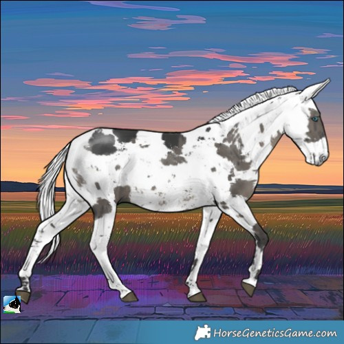 Horse Color:Grullo Harlequin Merle Brindle 