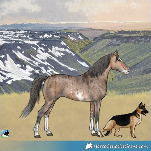 Horse Color:Bay Dun Merle Sabino Splash Rabicano Brindle