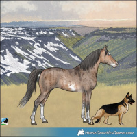 Horse Color:Bay Dun Merle Sabino Splash Rabicano Brindle