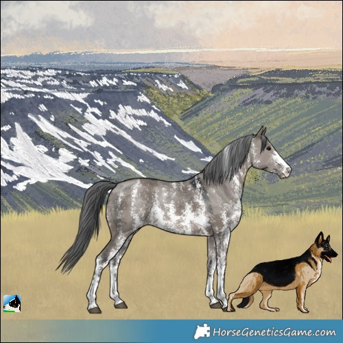 Horse Color:Grullo Merle Sabino Rabicano