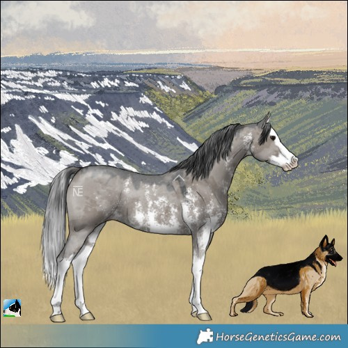 Horse Color:Grullo Merle Sabino Splash Rabicano 