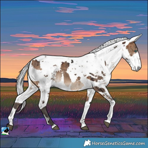 Horse Color:Bay Dun Harlequin Merle Brindle 