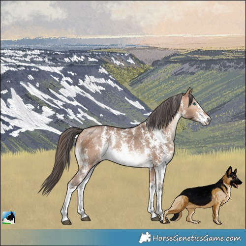 Horse Color:Bay Dun Merle Sabino Rabicano Brindle