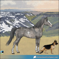 Horse Color:Grullo Merle Sabino Splash Rabicano Brindle