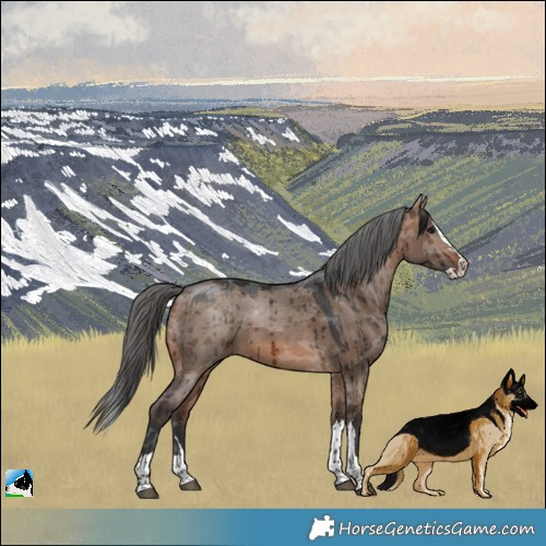 Horse Color:Brown Dun Merle Splash Rabicano Brindle