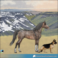 Horse Color:Brown Dun Merle Splash Rabicano Brindle