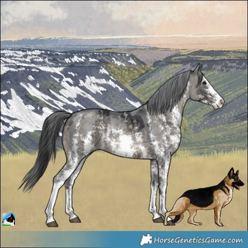 Horse Color:Grullo Merle Sabino Splash Rabicano Brindle