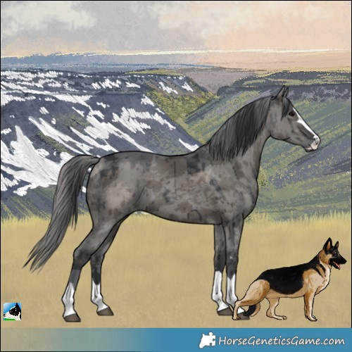 Horse Color:Grullo Merle Rabicano Brindle 