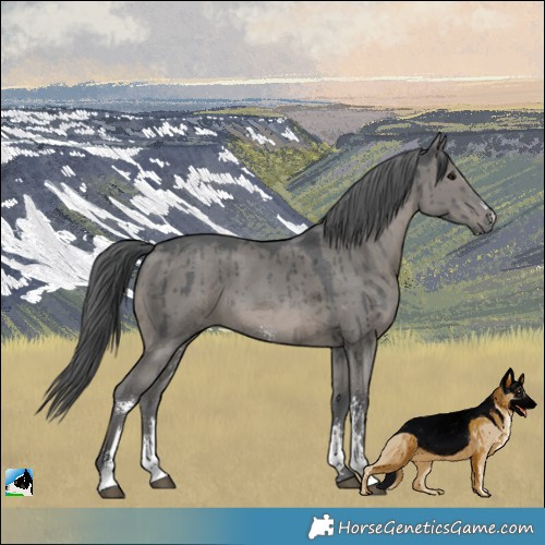 Horse Color:Grullo Merle Sabino Brindle