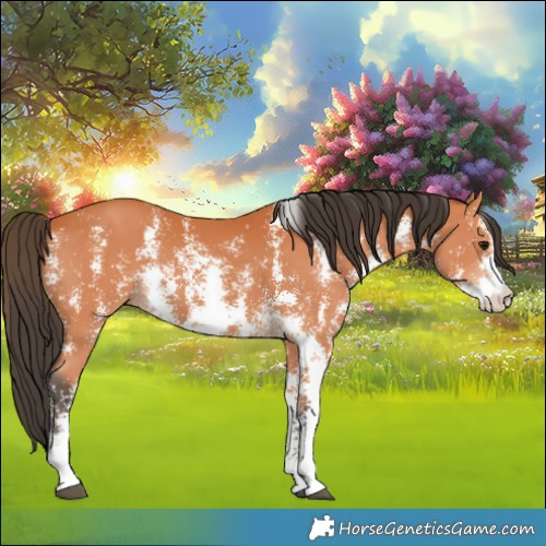 Horse Color:Bay Sabino 