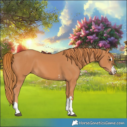 Horse Color:Chestnut 