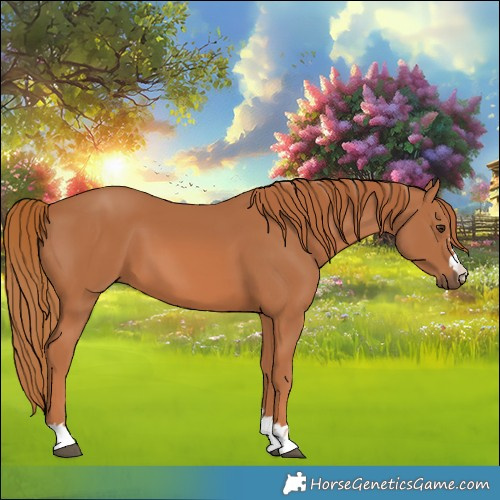 Horse Color:Chestnut 
