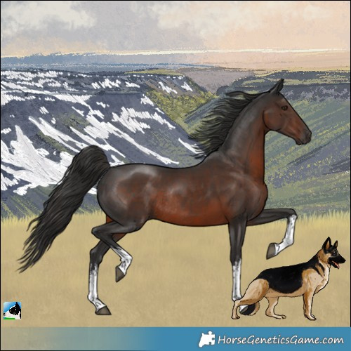 Horse Color:Gray White Spotted Liver Chestnut Rabicano 