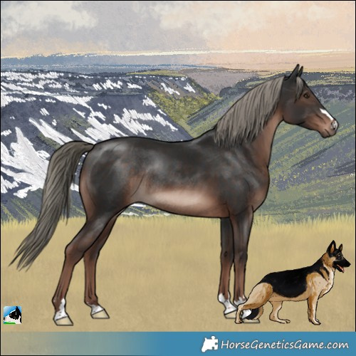 Horse Color:Liver Chestnut Mushroom Rabicano 