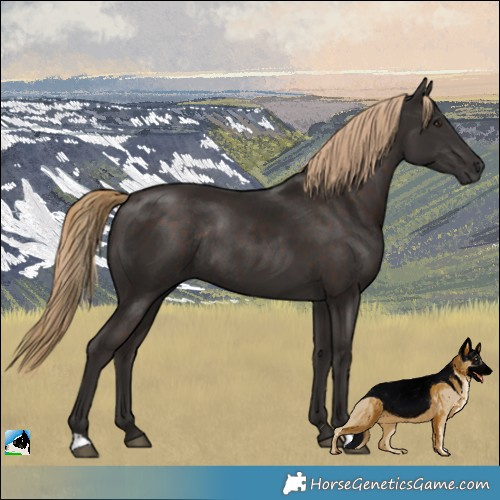 Horse Color:Liver Chestnut Rabicano 