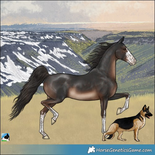 Horse Color:White Spotted Liver Chestnut Rabicano 