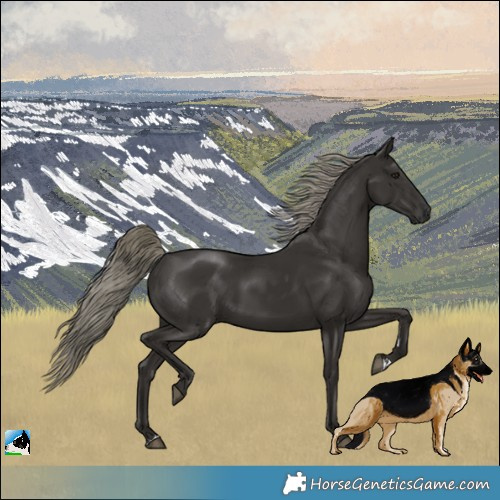 Horse Color:Liver Chestnut Mushroom Rabicano