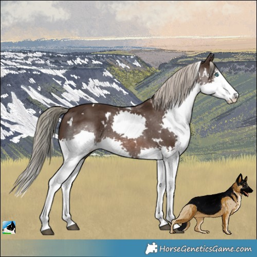 Horse Color:White Spotted Liver Chestnut Sabino Splash Rabicano