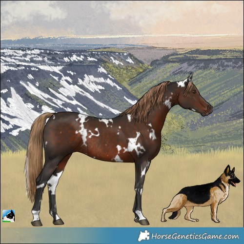 Horse Color:White Spotted Liver Chestnut Rabicano