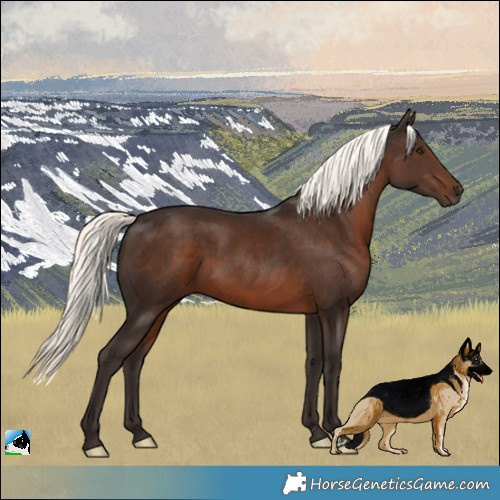 Horse Color:Liver Chestnut Mushroom