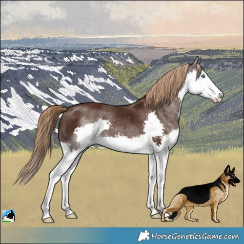 Horse Color:Liver Chestnut Splash Rabicano