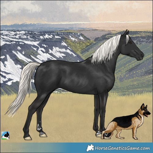 Horse Color:Liver Chestnut Mushroom Rabicano
