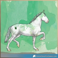 Horse Color:Watercolor Plaid White Spotted Chocolate Palomino Dun Splash