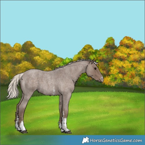 Horse Color:Silver Blue Roan Sabino 