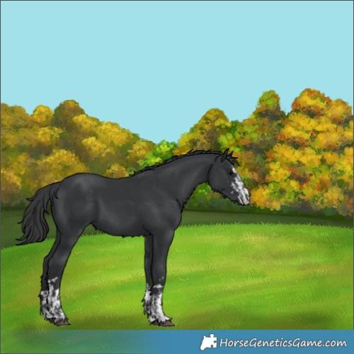 Horse Color:Black  and Black 