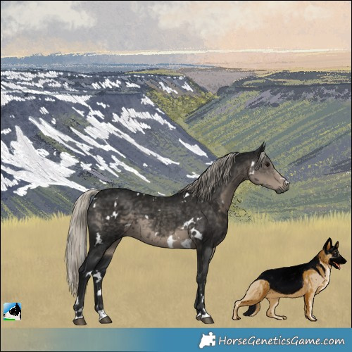 Horse Color:Gray White Spotted Silver Smoky Black