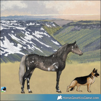Horse Color:Gray White Spotted Silver Smoky Black 