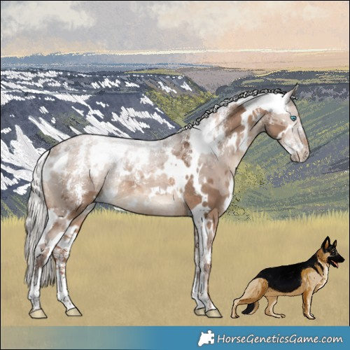 Horse Color:Powder White White Spotted Silver Brown Dun Merle Rabicano 