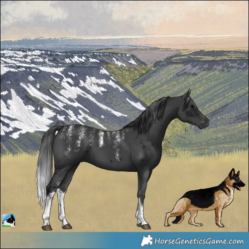 Horse Color:Powder White Gray White Spotted Brown Merle 