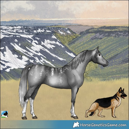 Horse Color:Powder White Gray White Spotted Brown Merle