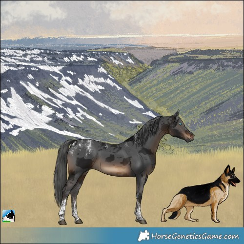 Horse Color:Powder White Gray Brown Merle Tobiano 
