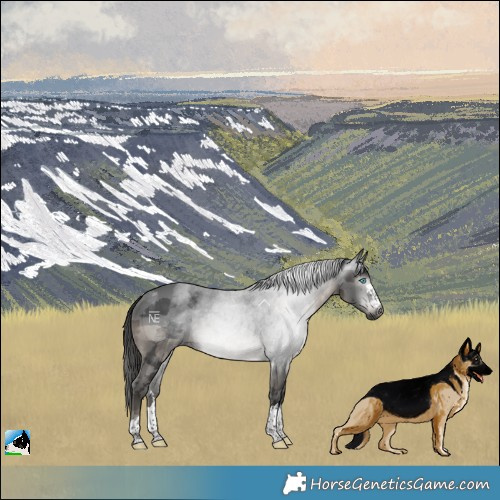 Horse Color:Gray Black Merle