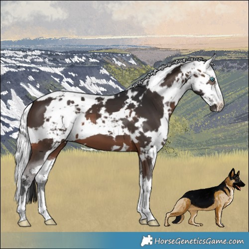 Horse Color:Brown Harlequin Merle 