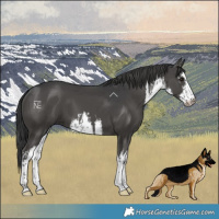 Horse Color:White Spotted Black