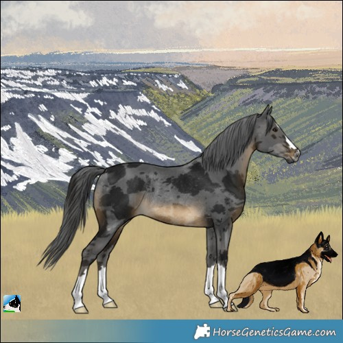 Horse Color:Gray Buckskin Merle Rabicano 