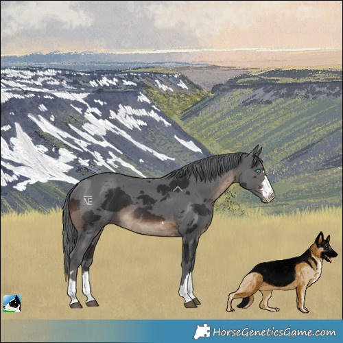 Horse Color:Brown Merle