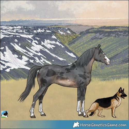 Horse Color:Brown Merle 