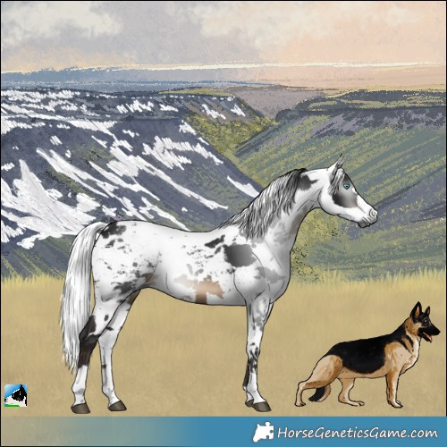 Horse Color:Gray Brown Harlequin Merle Tobiano
